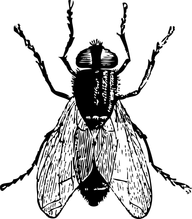 Black Horse Fly Png Clipart - Fly Clipart Black And White Transparent Png (632x720), Png Download