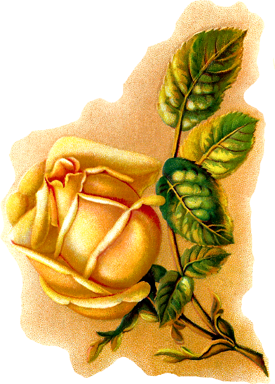 Yellow Rose Botanical Art - Floribunda Clipart (1093x1471), Png Download