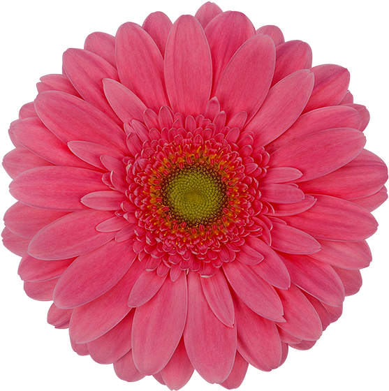 Candy Girl® - Barberton Daisy Clipart (600x600), Png Download