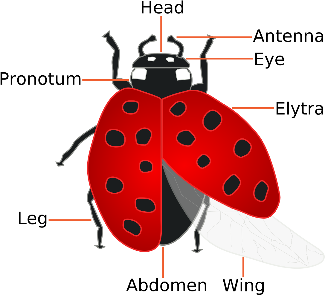 Forensic Entomology Wikipedia - Parts Of A Minibeast Clipart (1200x1200), Png Download