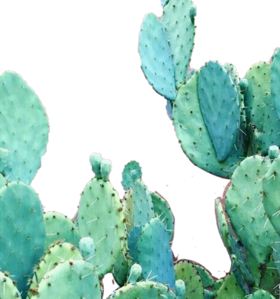 Aesthetic Cactus Wallpaper Iphone , Png Download - Aesthetic Cactus Clipart (926x990), Png Download