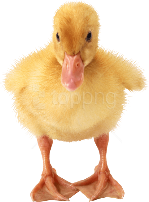 Free Png Download Baby Duck Png Images Background Png - Little Duck Png Clipart (481x649), Png Download