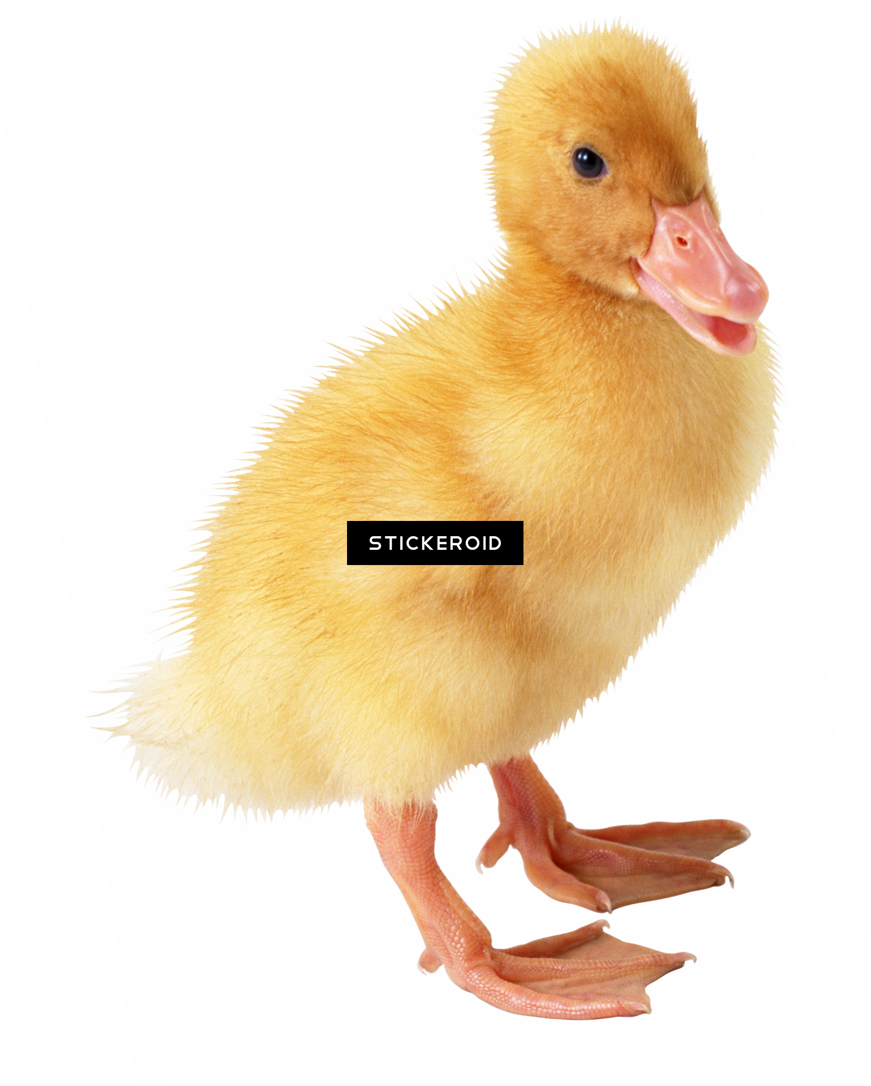 Transparent Background Yellow Duck , Png Download - Утенок Пнг Clipart (1777x2216), Png Download