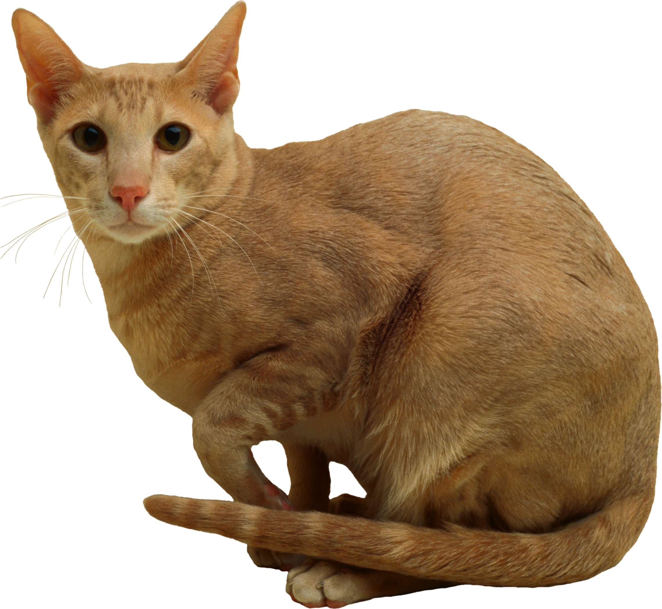 Cat Png - Domestic Short-haired Cat Clipart (2278x2097), Png Download