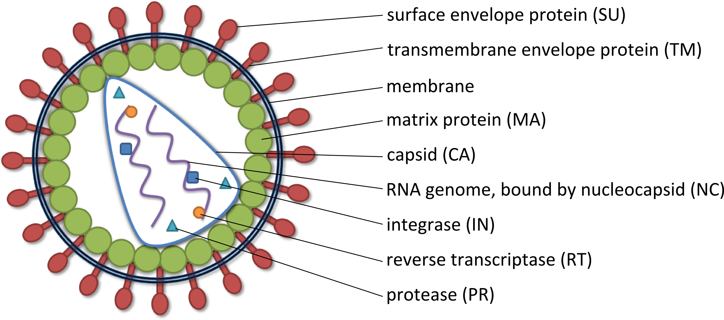 Nucleic Acid Delivery Lentiviral - Coronavirus Png Clipart (2447x1088), Png Download