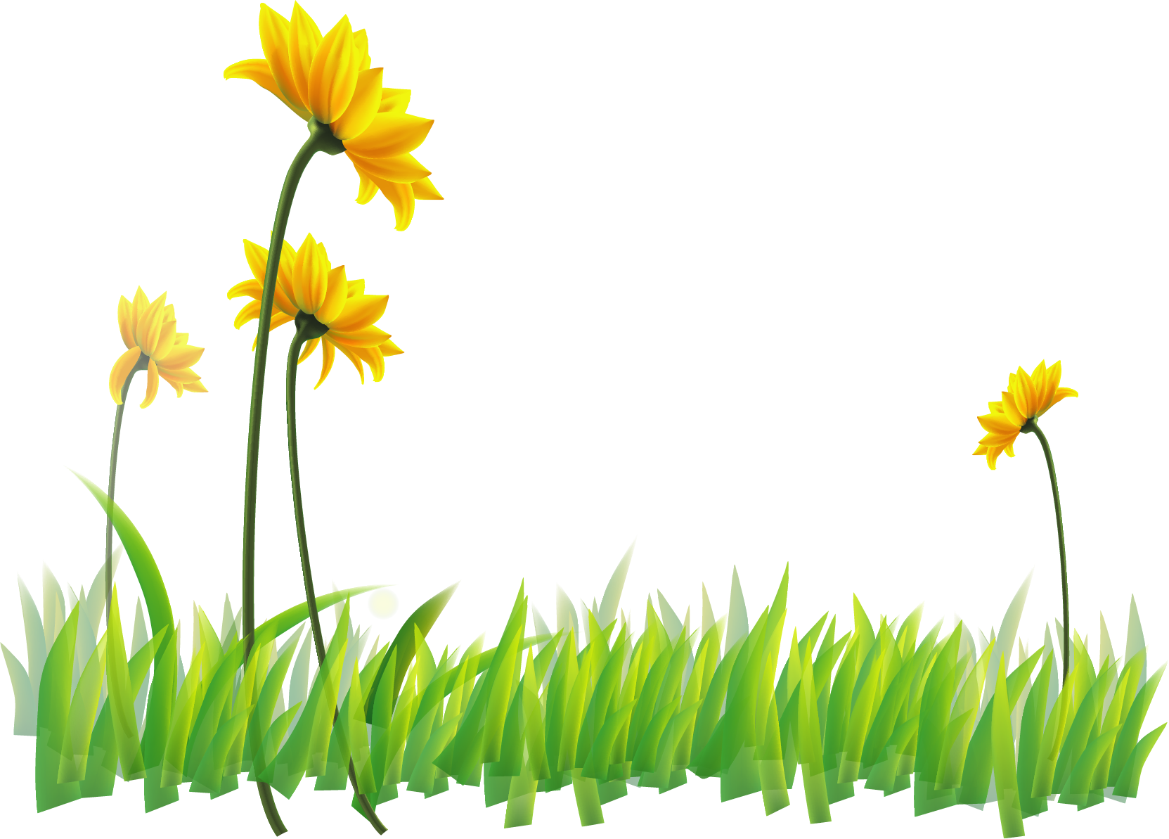 Narcissus Flora Yellow Wildflower Wallpaper - Wallpaper Clipart (1663x1193), Png Download