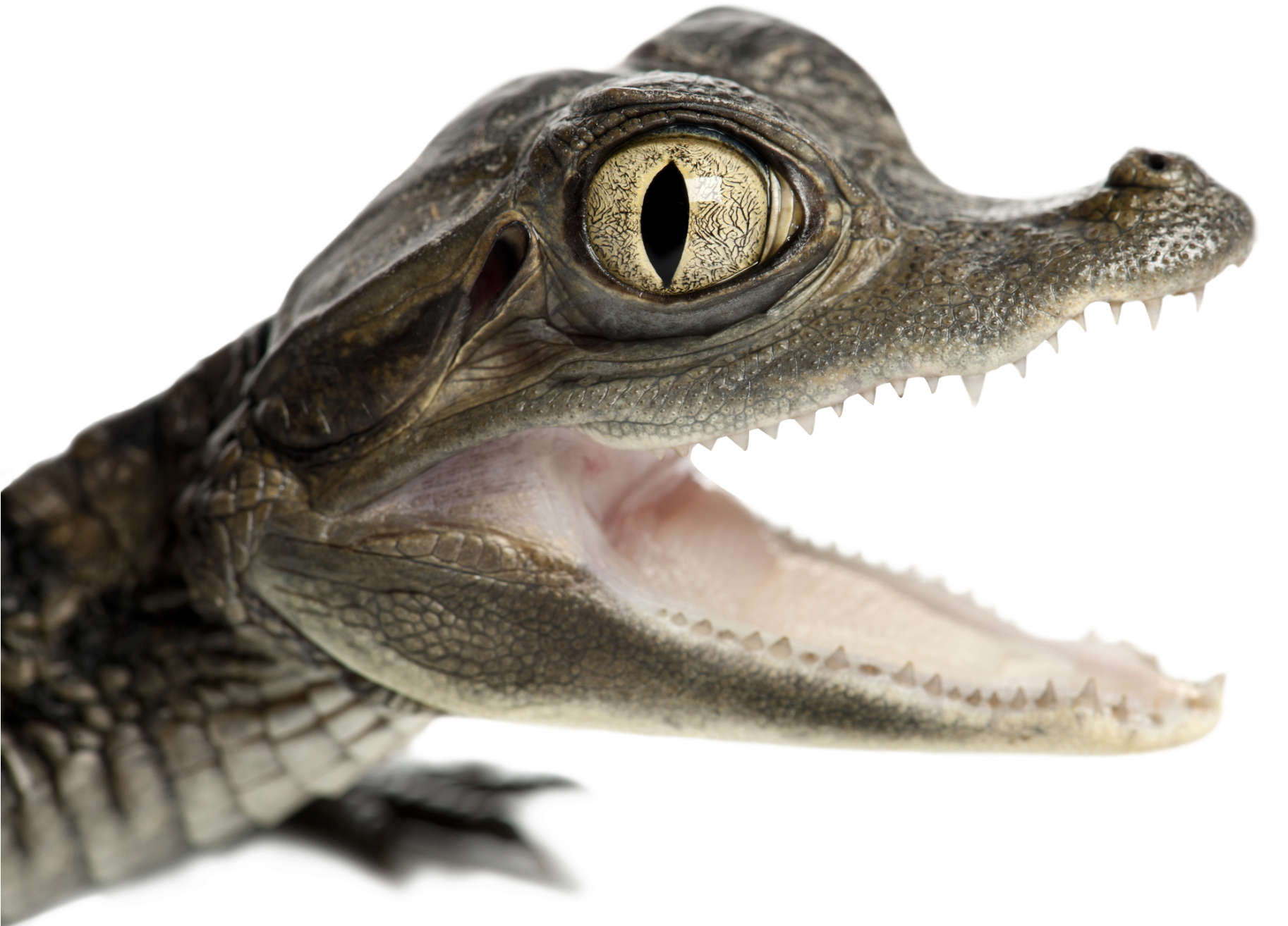 American Crocodile Clipart (2048x1512), Png Download