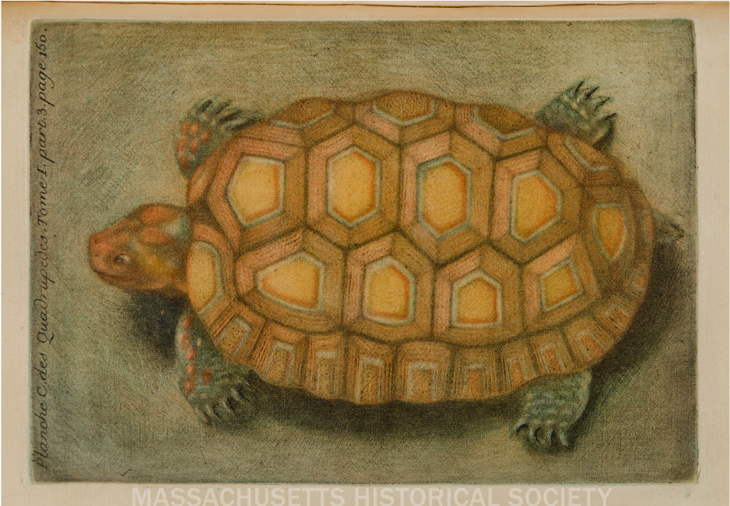 Ma Historicalsociety - Desert Tortoise Clipart (1440x713), Png Download