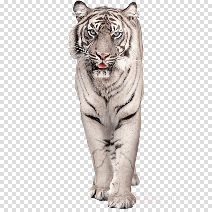 Download White Bengal Tiger Png Clipart Bengal Tiger - Sayori Doki Doki Literature Club Poster Transparent Png (900x900), Png Download