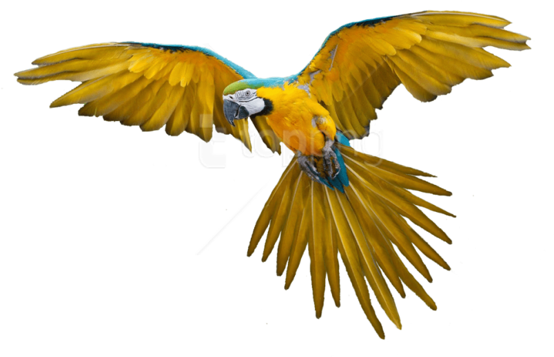 Free Png Download Birds Png Images Background Png Images - Yellow Parrot Flying Clipart (804x519), Png Download