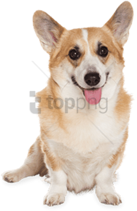 Free Png 44 Lb Dog Flea Tick Treatment Png Image With - Corgi Transparent Png Clipart (480x725), Png Download