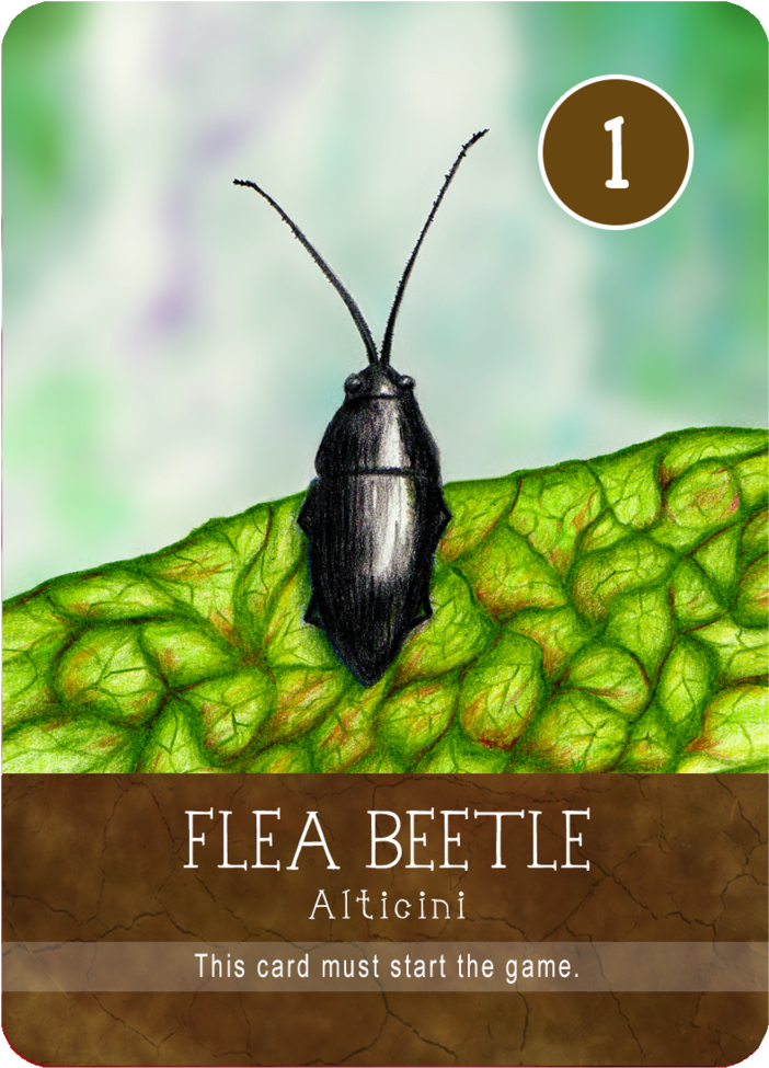Firefly Clipart (1000x1000), Png Download