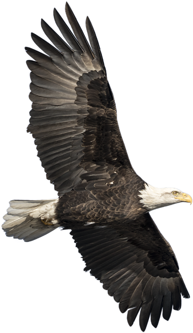 Bleed Area May Not Be Visible - Bald Eagle Clipart (479x700), Png Download