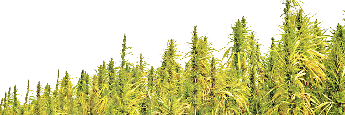 Hemp Info Page - Hemp Field Png Clipart (1100x368), Png Download