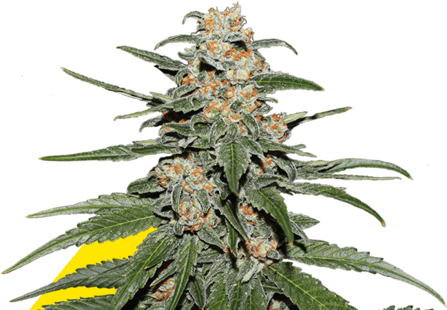 Caramellate Gea Seeds - Cbd Blueberry Clipart (654x500), Png Download