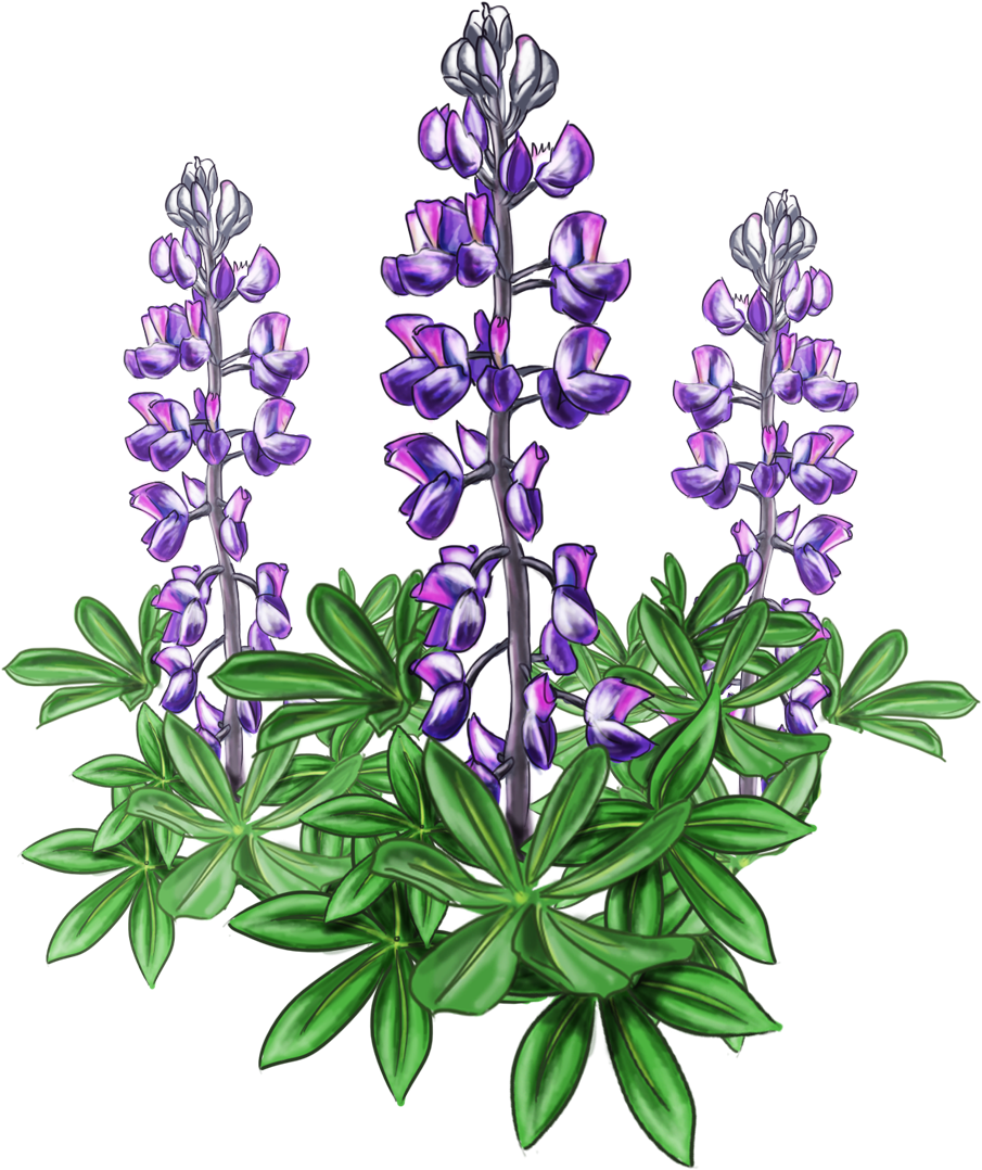 Lupine Bluebonnet Alaska Plant - Lupine Png Clipart - Large Size Png Image ...