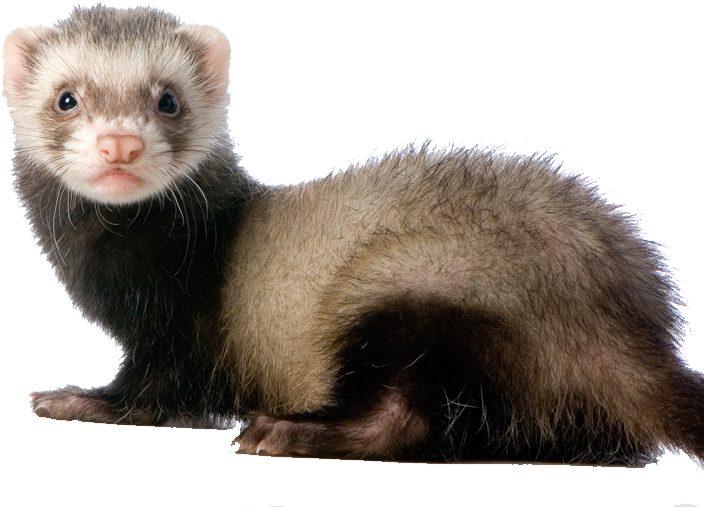 Happy Birthday Logan Memes Clipart (800x514), Png Download