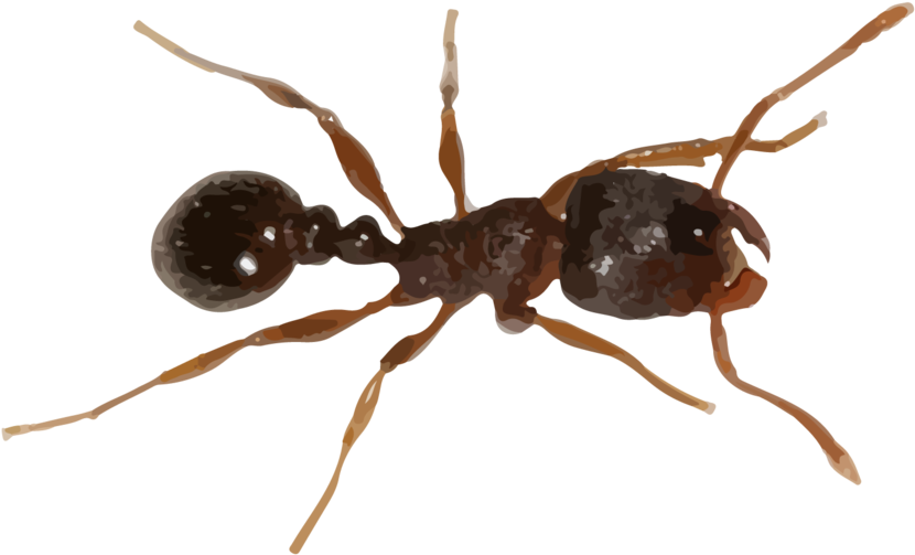 Fire Ant Png - Pavement Ants Clipart (1000x778), Png Download
