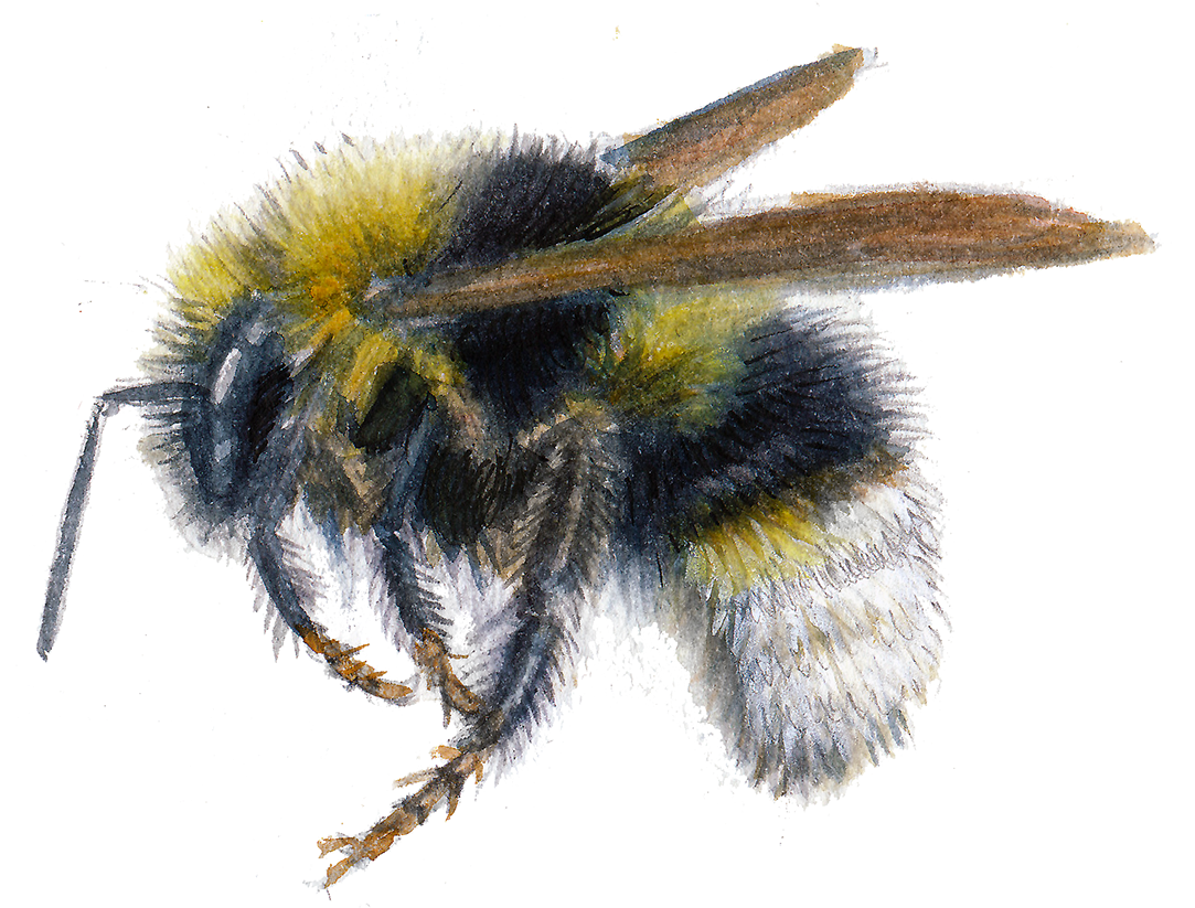 New Bumblebees , Png Download - Honeybee Clipart (1083x823), Png Download