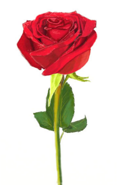 Petal Shape Rose Drawing Pictures Png Petal Png Shape - Draw And Colour Flowers Clipart (640x640), Png Download