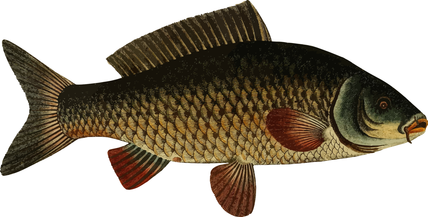 Bass Transparent Freshwater Clipart (1475x750), Png Download