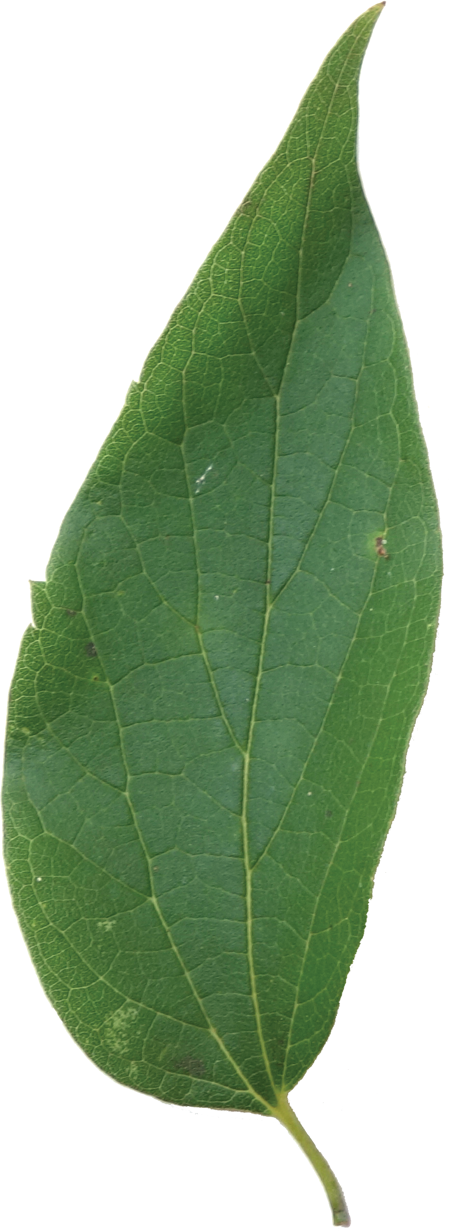 Buttonbush Clipart (961x2536), Png Download