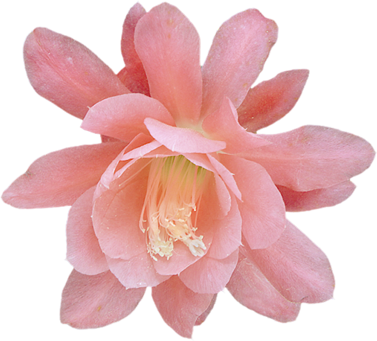 Pin By Katherine - Large-flowered Cactus Clipart (789x716), Png Download