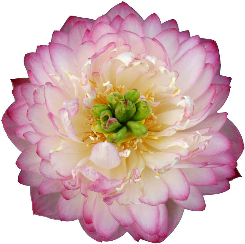 Beautiful Flower Hd Pink - 重 台 荷花 Clipart (804x800), Png Download