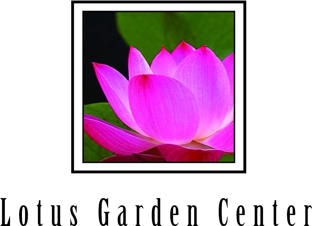 Lotus Garden Center - Sacred Lotus Clipart (1116x836), Png Download