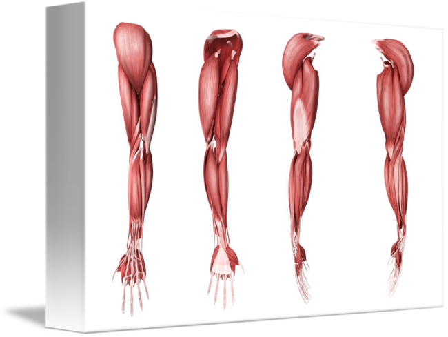 Human Arm Muscles - Arm Muscles Artists Clipart (650x489), Png Download
