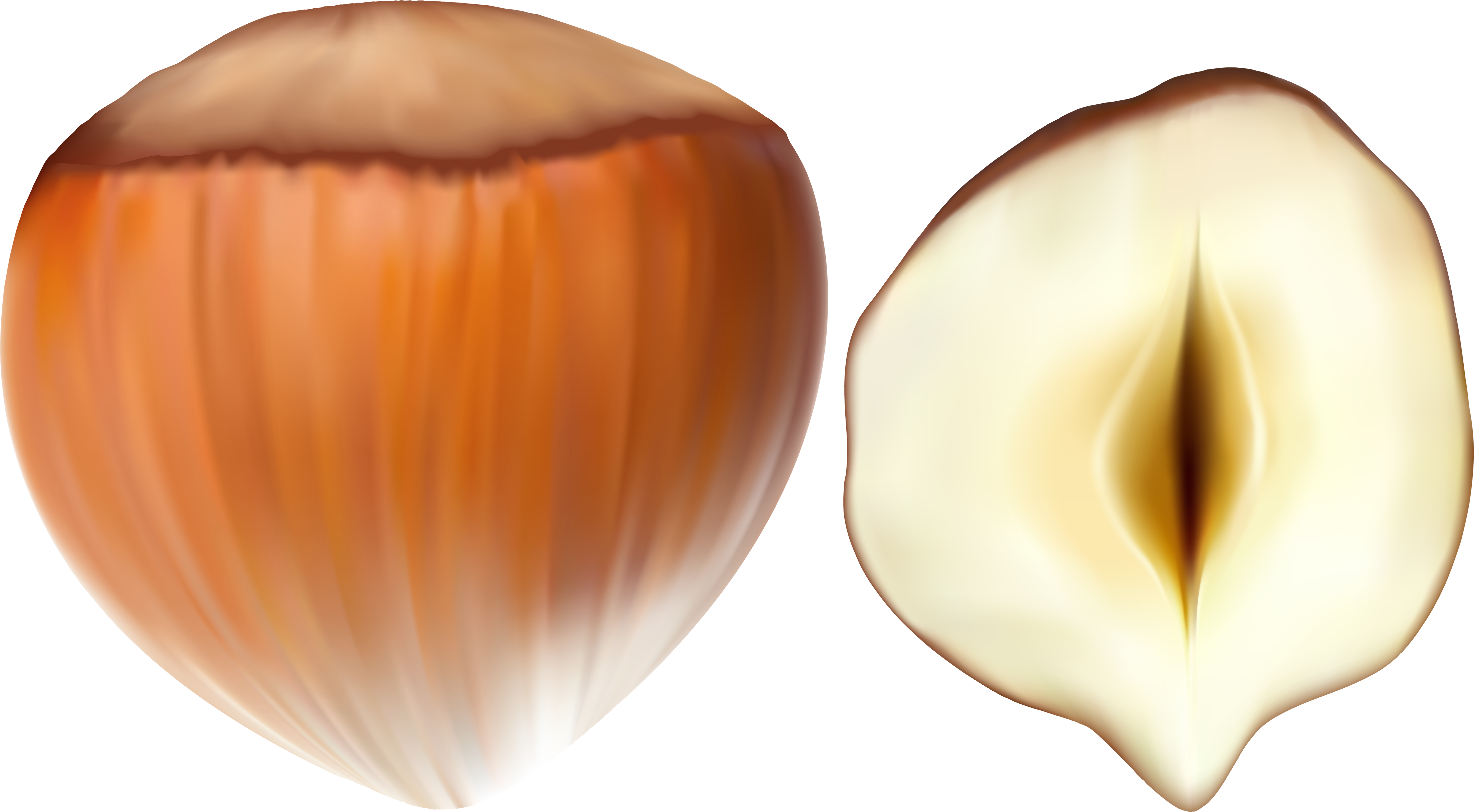 View Full Size - Veneroida Clipart (6000x3320), Png Download