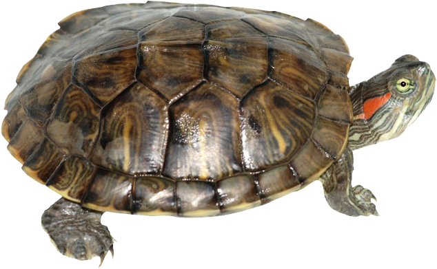 Download Box Turtle Transparent Png - Red Eared Slider Turtle Clipart (800x536), Png Download