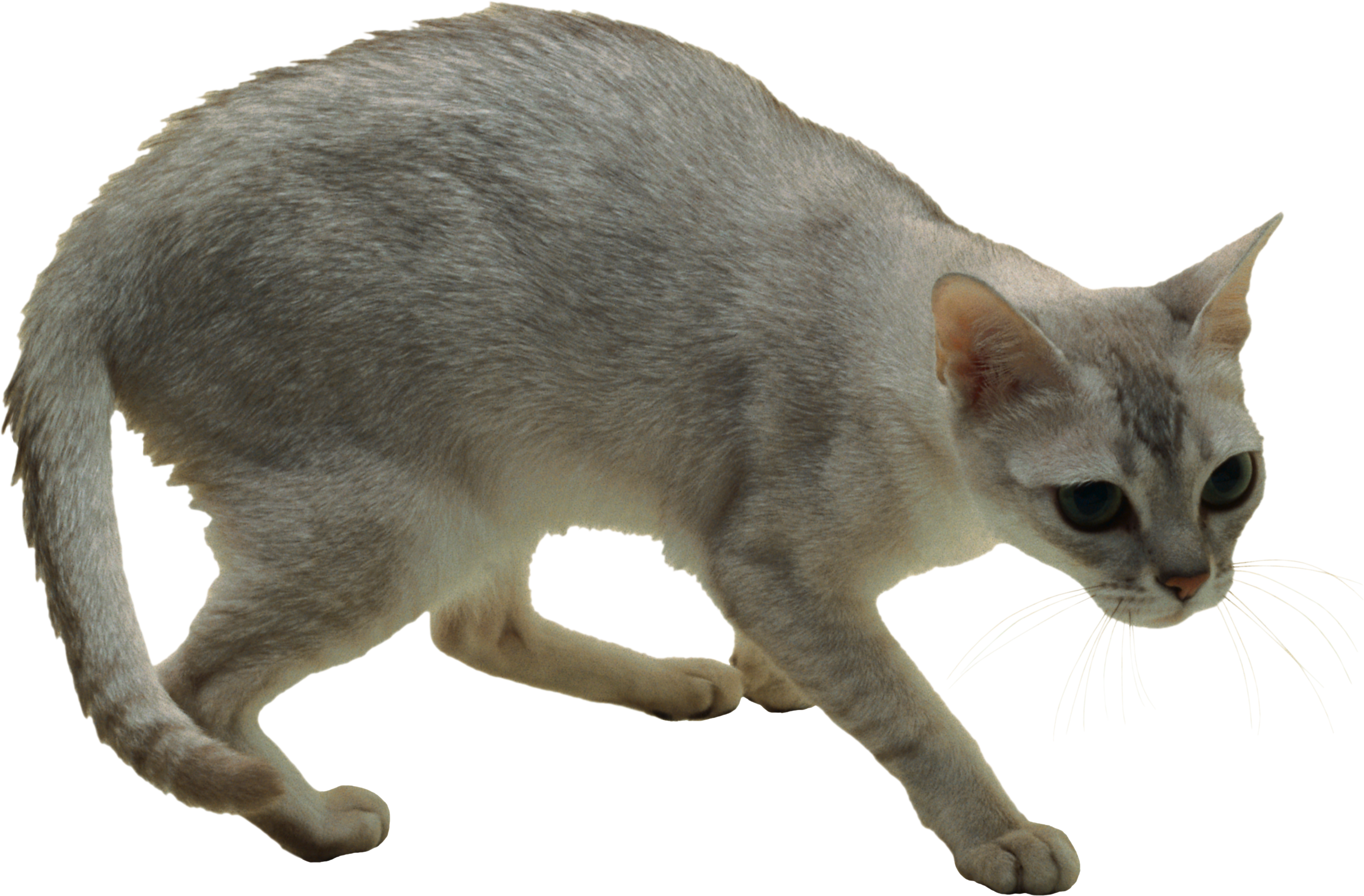 Cat Png - Cats Clipart (2568x1687), Png Download