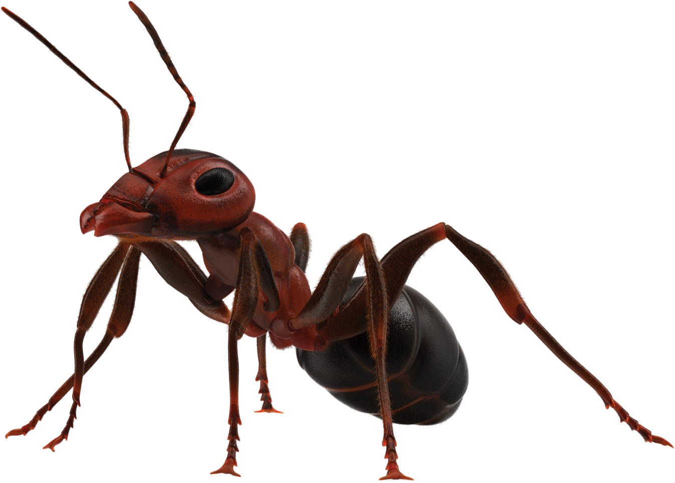 Insect Trivia What Is The Most Common - Ant Png Clipart (1600x1067), Png Download