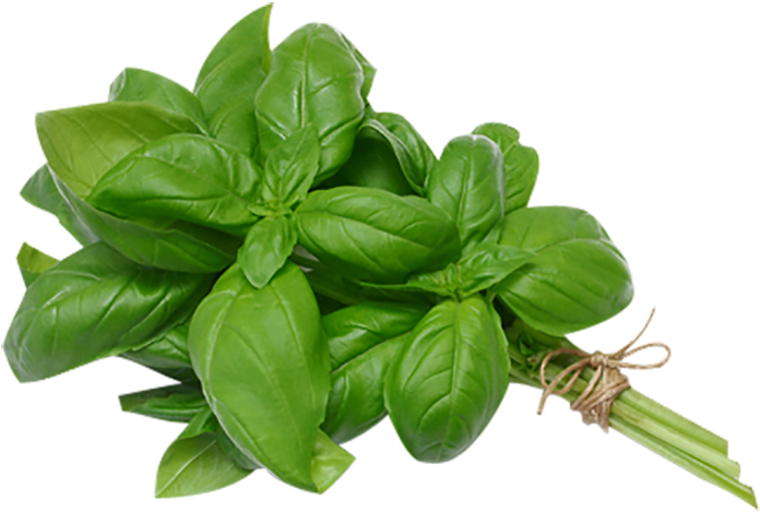 Bunch Basil Leaves - Sweet Basil Transparent Clipart (696x469), Png Download