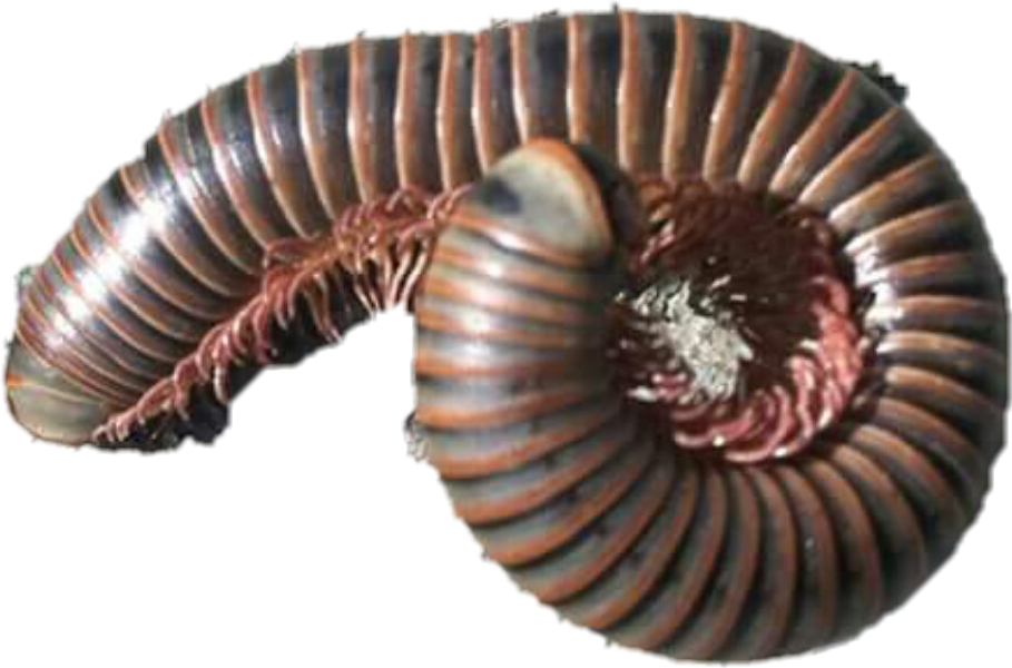 #centipede #photography #bugs @scarbullido #freetoedit - Grinding Wheel Clipart (909x600), Png Download