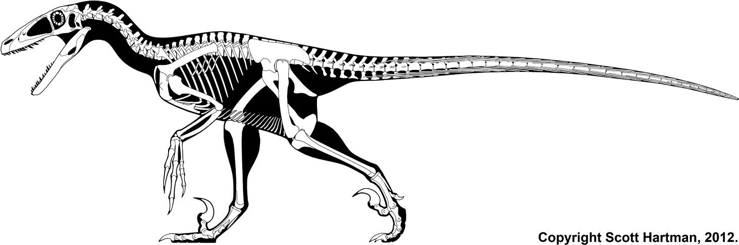 Drawn Velociraptor Claw - Deinonychus Scott Hartman Clipart (1600x596), Png Download