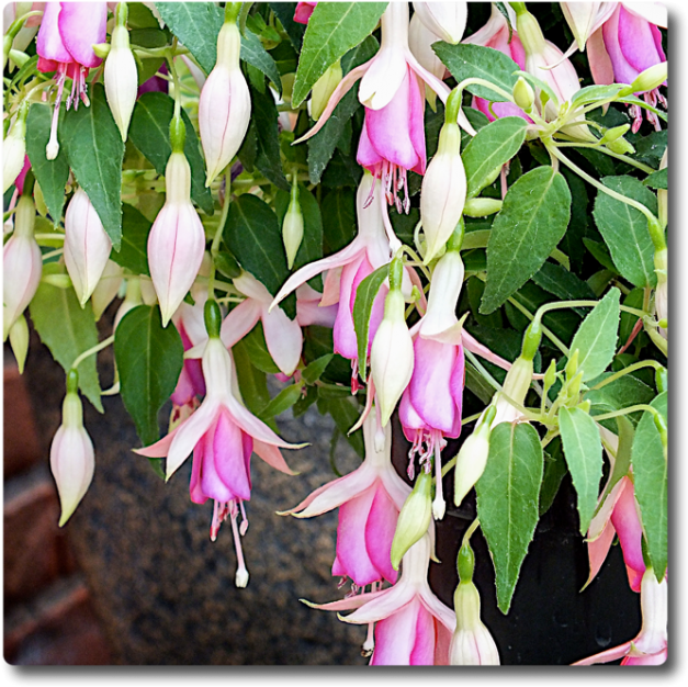 Fuchsia Fairy Lights - Petal Clipart (650x650), Png Download