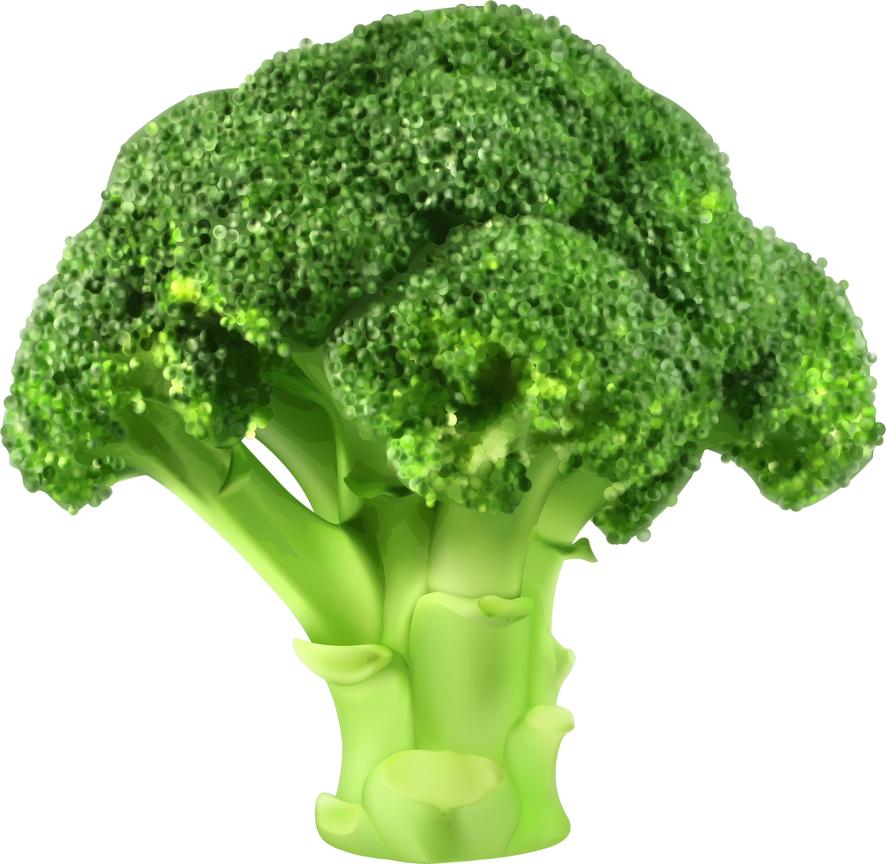 Broccoli Png Clipart - Broccoli Vector Png Transparent Png (3000x2998), Png Download