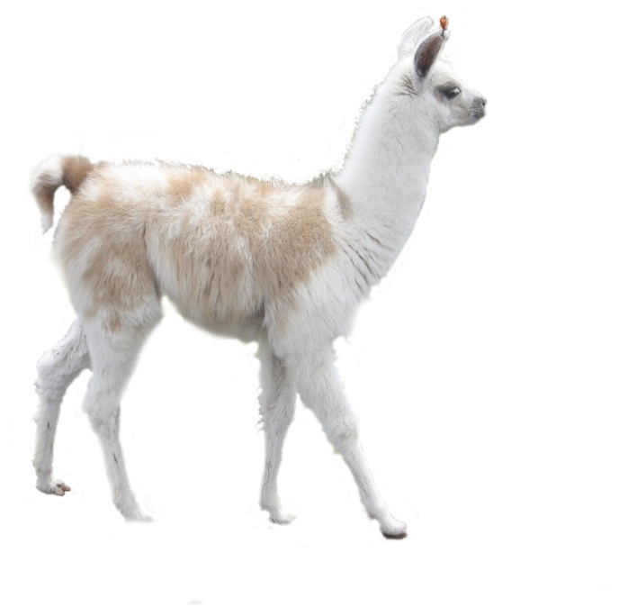 Banner Royalty Free Stock Png For Free Download On - Llama Transparent Clipart (688x674), Png Download