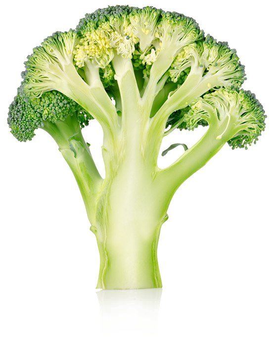 Broccoli Png No Background - Broccoli Cut Clipart (550x681), Png Download