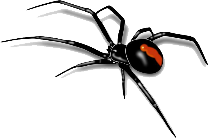 Clip Art Transparent Png Images Free Download Pngmart - Red Back Spider Drawing (736x481), Png Download