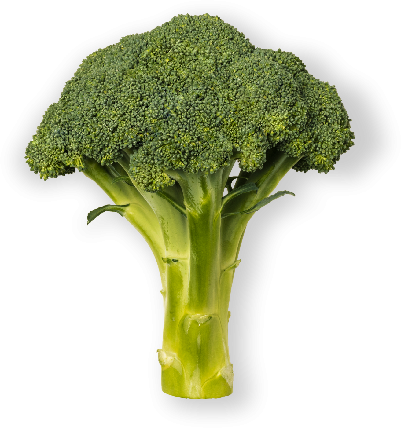 Broccoli , Png Download Clipart (1312x1401), Png Download