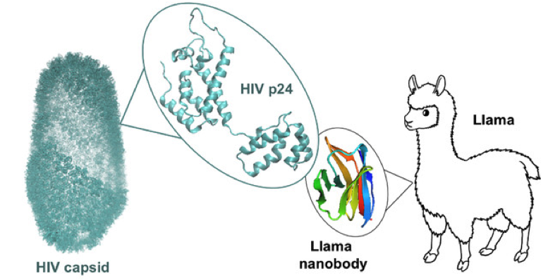 Lama Edit - Cartoon Clipart (863x397), Png Download