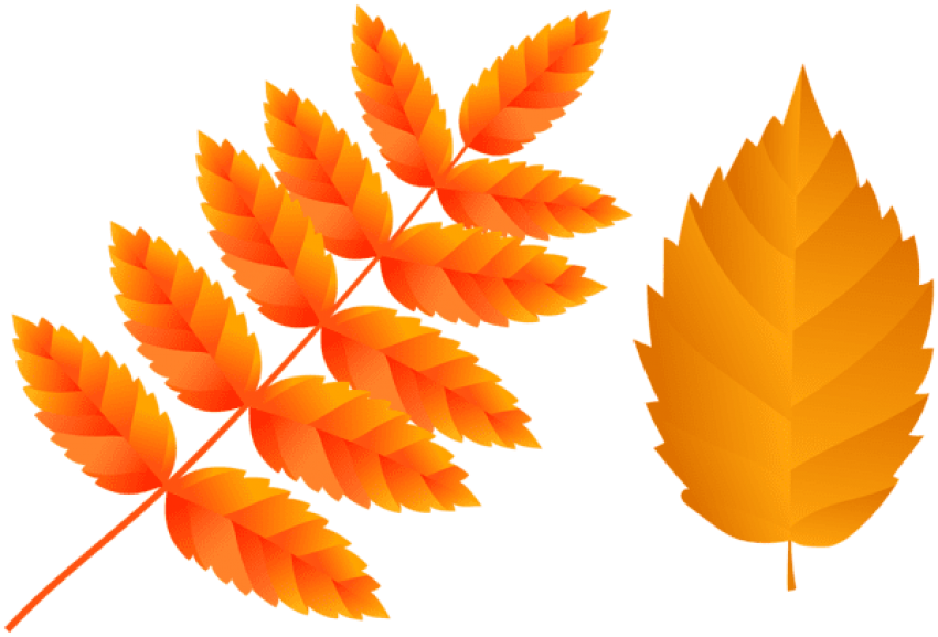Free Png Two Orange Fall Leaves Png Images Transparent - Illustration Clipart (850x577), Png Download