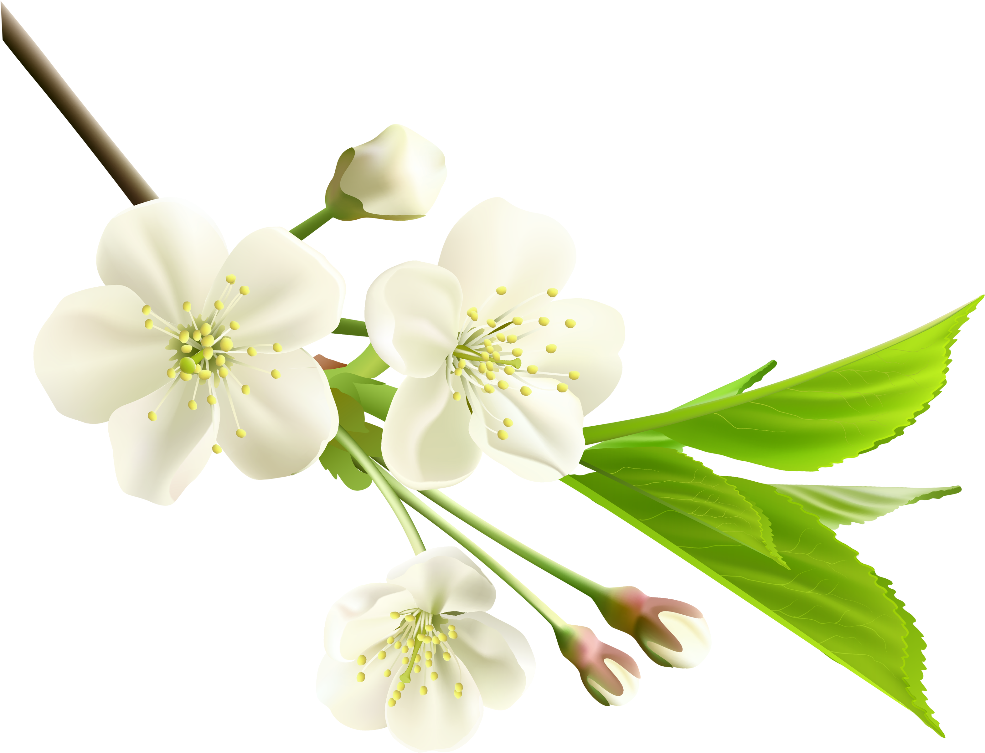 Spring Branch With White Tree Flowers Png Clipart - White Cherry Blossom Pn...