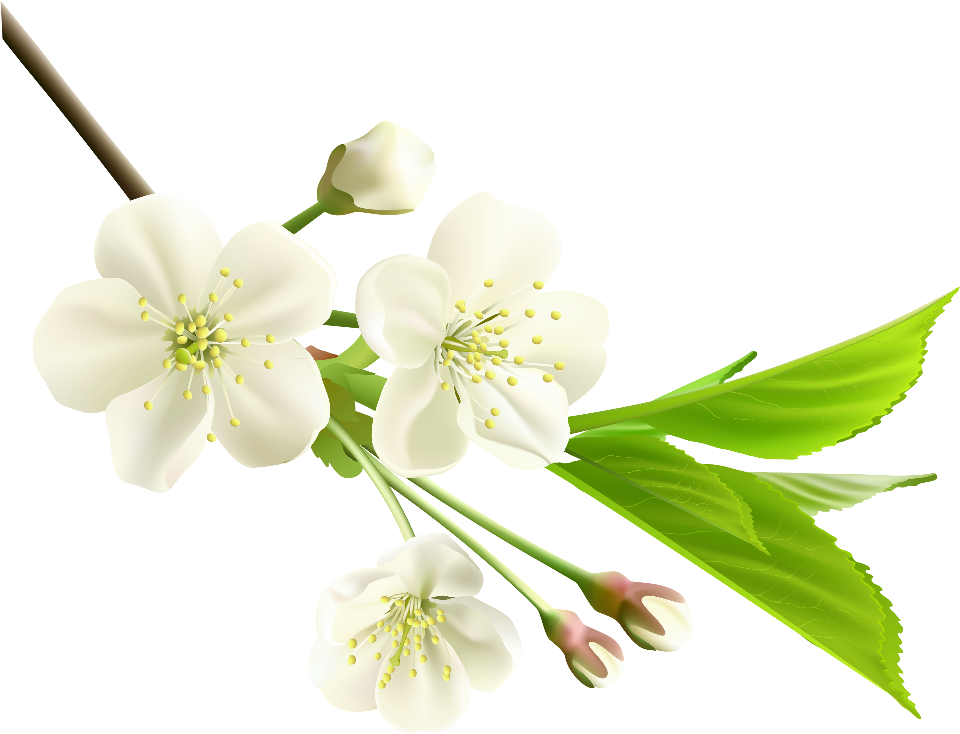 Spring Branch With White Tree Flowers Png Clipart - White Cherry Blossom Png Transparent Png (3356x2683), Png Download