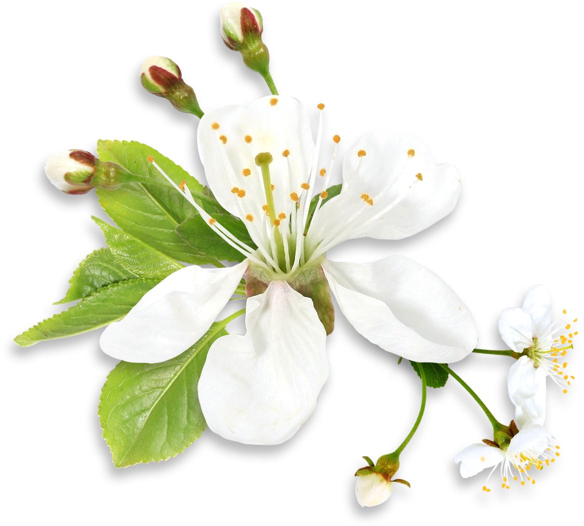 White And Green Flowers Png Clipart (1199x1082), Png Download