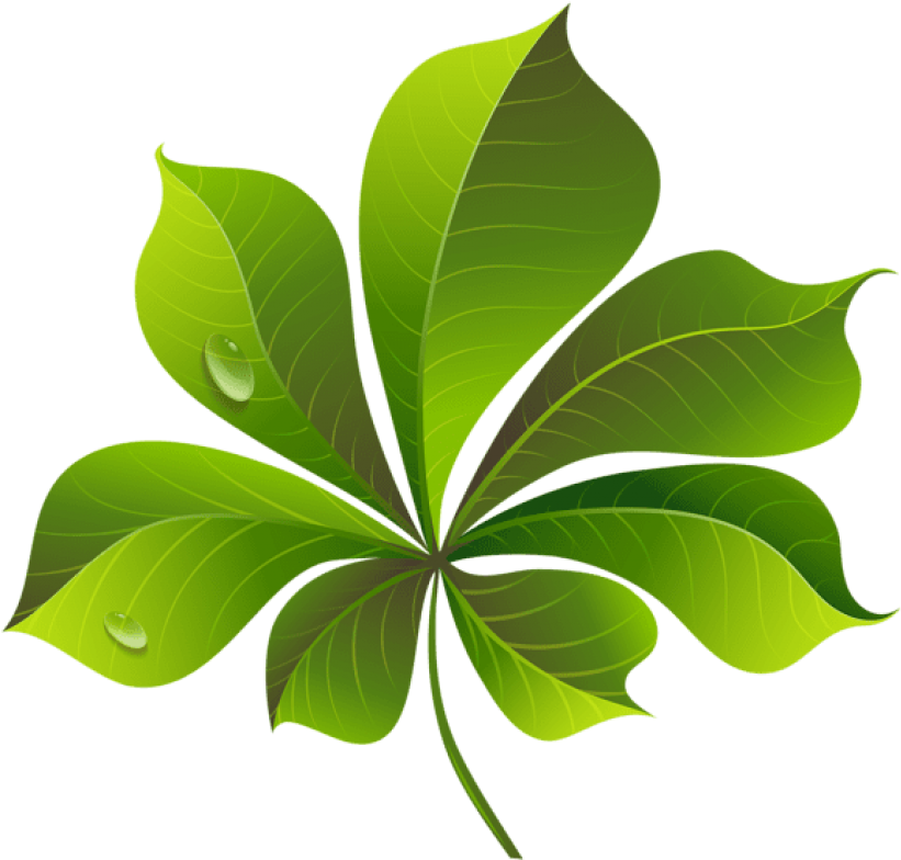 Fall Green Leaf Png - Leaf Png Clip Art Transparent Png (850x795), Png Download