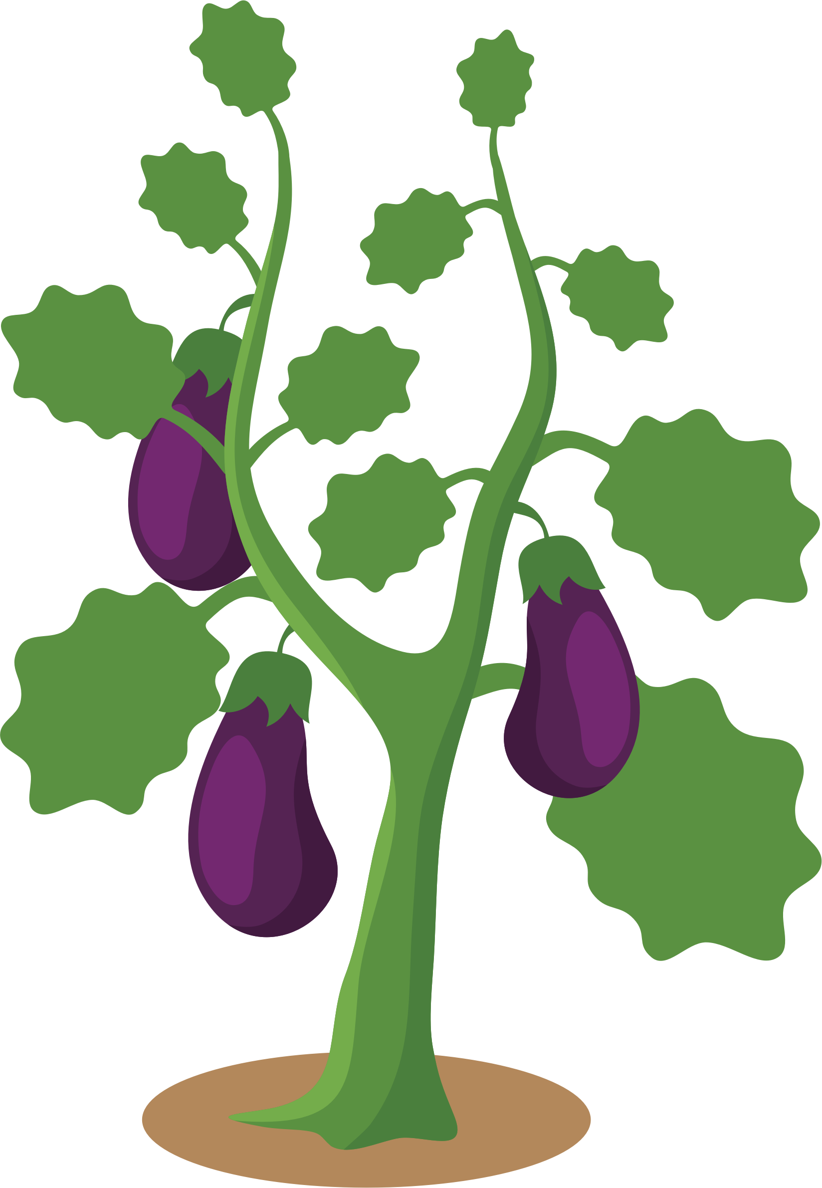 Big Image - Eggplant Plant Clipart - Png Download (1648x2381), Png Download